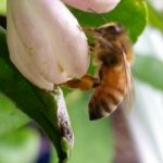 Honey Bee with visible Pollen Basket on a Sour Orange Blossom