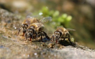 How do bees survive in extreme heat?